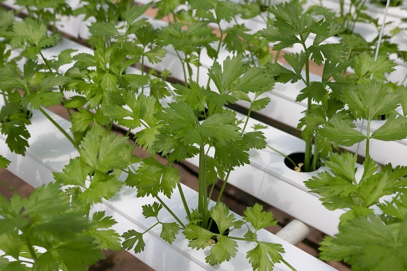 Vertical Hydroponic Systems