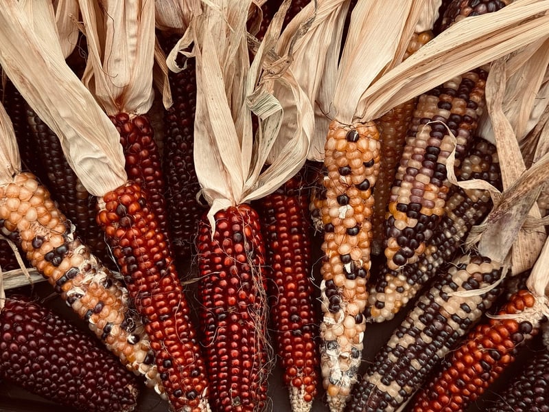 Vegetables on a farm