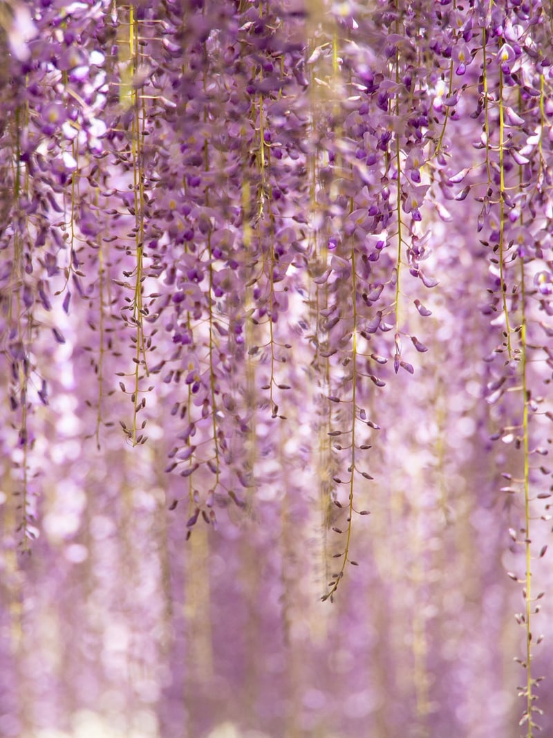 Hanging Garden Pockets